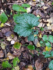 Geum