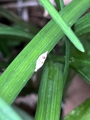 Bucculatrix coronatella