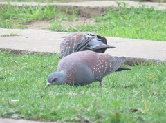 Columba guinea phaeonota