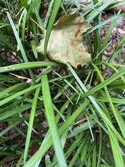 Bucculatrix coronatella