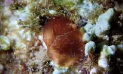 Dolabella auricularia