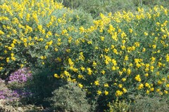 Calobota