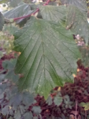 Corylus avellana