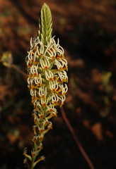 Hebenstretia parviflora