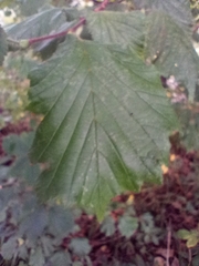 Corylus avellana