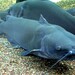 Channel Catfish - Photo (c) Ryan Somma, some rights reserved (CC BY-SA)