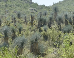 Yucca carnerosana