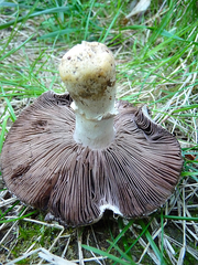 Agaricus brunneolus