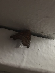 Scoliopteryx libatrix