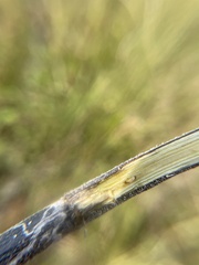 Antistrophus
