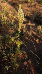 Hebenstretia parviflora