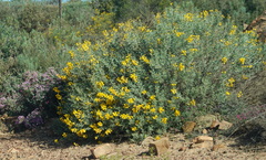 Calobota