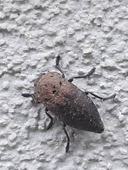 Capnodis tenebricosa