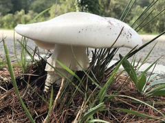 Amanita proxima
