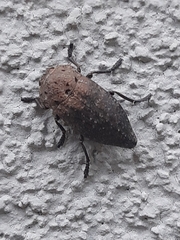 Capnodis tenebricosa