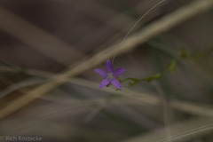 Triodanis perfoliata