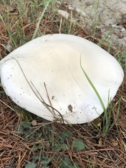 Amanita proxima