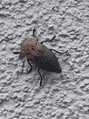 Capnodis tenebricosa