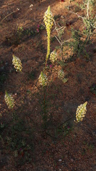 Hebenstretia parviflora