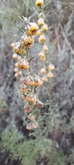 Erica arborea