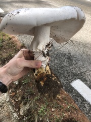 Amanita proxima