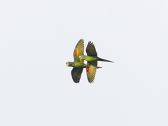 Psittacara leucophthalmus