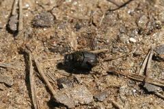 Onthophagus
