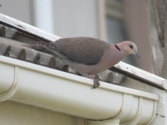 Streptopelia semitorquata