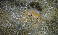 Cherusius triunguiculatus