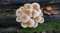 Pholiota