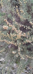 Erica arborea