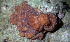 Callistoctopus luteus