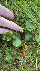 Viola palustris