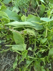 Patellifolia procumbens