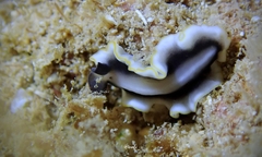 Pseudoceros paralaticlavus