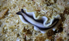 Pseudoceros paralaticlavus