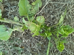 Patellifolia procumbens