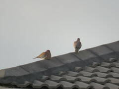 Streptopelia senegalensis senegalensis