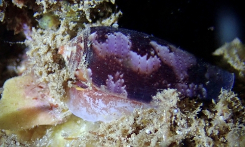 Conus obscurus observed 2022-09-12