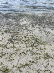 Halophila ovalis