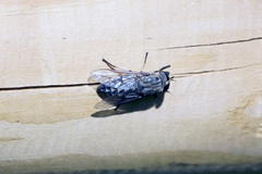 Tabanus autumnalis
