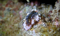 Pseudoceros leptostictus