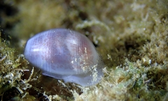 Atys semistriatus