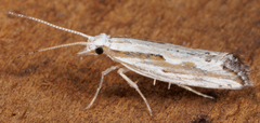 Plutella porrectella