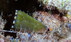 Conus moreleti