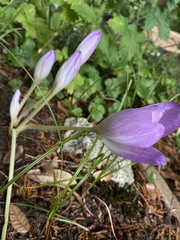 Colchicum speciosum
