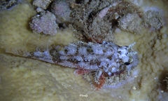 Scorpaenidae