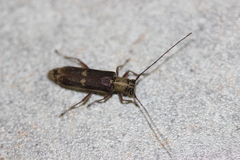 Saperda discoidea