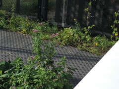 Eupatorium cannabinum