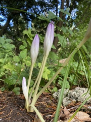 Colchicum speciosum
